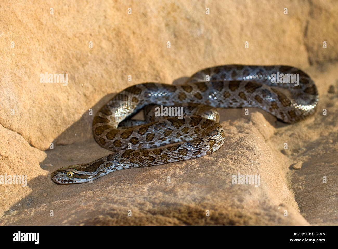 Great Plains Ratsnake, (Pantherophis emoryi), San Miguel county, Nuovo Messico, STATI UNITI D'AMERICA Foto Stock