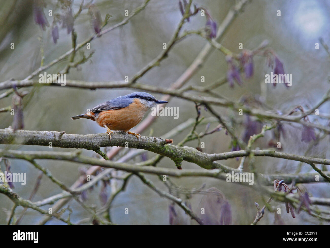 Un picchio muratore, un piccolo bosco grassoccio bird seduta sul ramo. Foto Stock