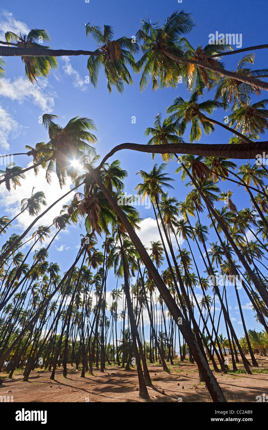 'Royal Grove' di alberi di cocco piantati da Hawaiian re Kamehameha V nel 1868. Molokai, Hawaii, Stati Uniti d'America. Foto Stock