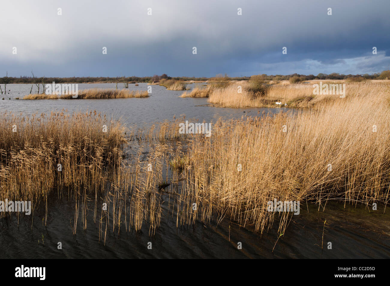 Shapwick Heath NNR Foto Stock