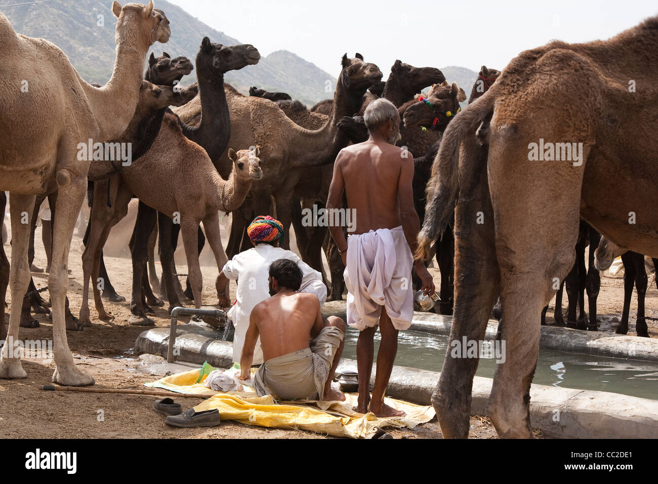 Gli agricoltori il lavaggio ad un trogolo di acqua presso la Fiera di Pushkar Foto Stock