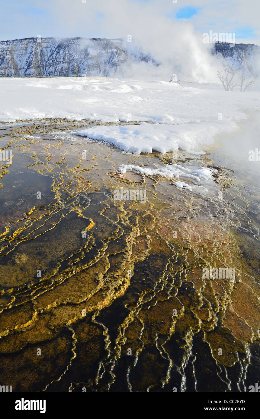 Carbonato di depositi di travertino coperto di neve. Mammoth Hot Springs, il Parco Nazionale di Yellowstone, Wyoming negli Stati Uniti. Foto Stock