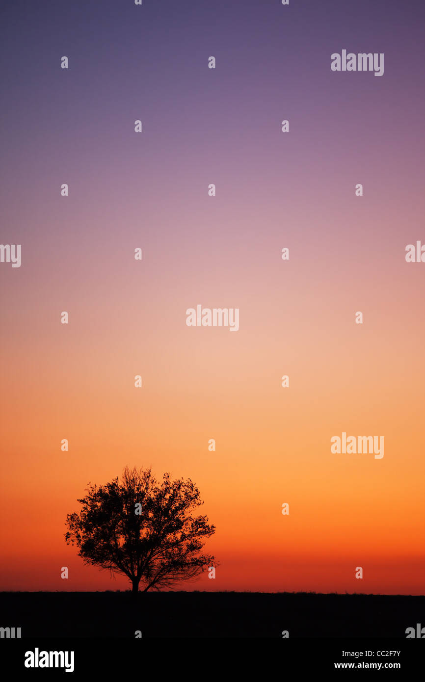 Silhouette di albero e tramonto Foto Stock