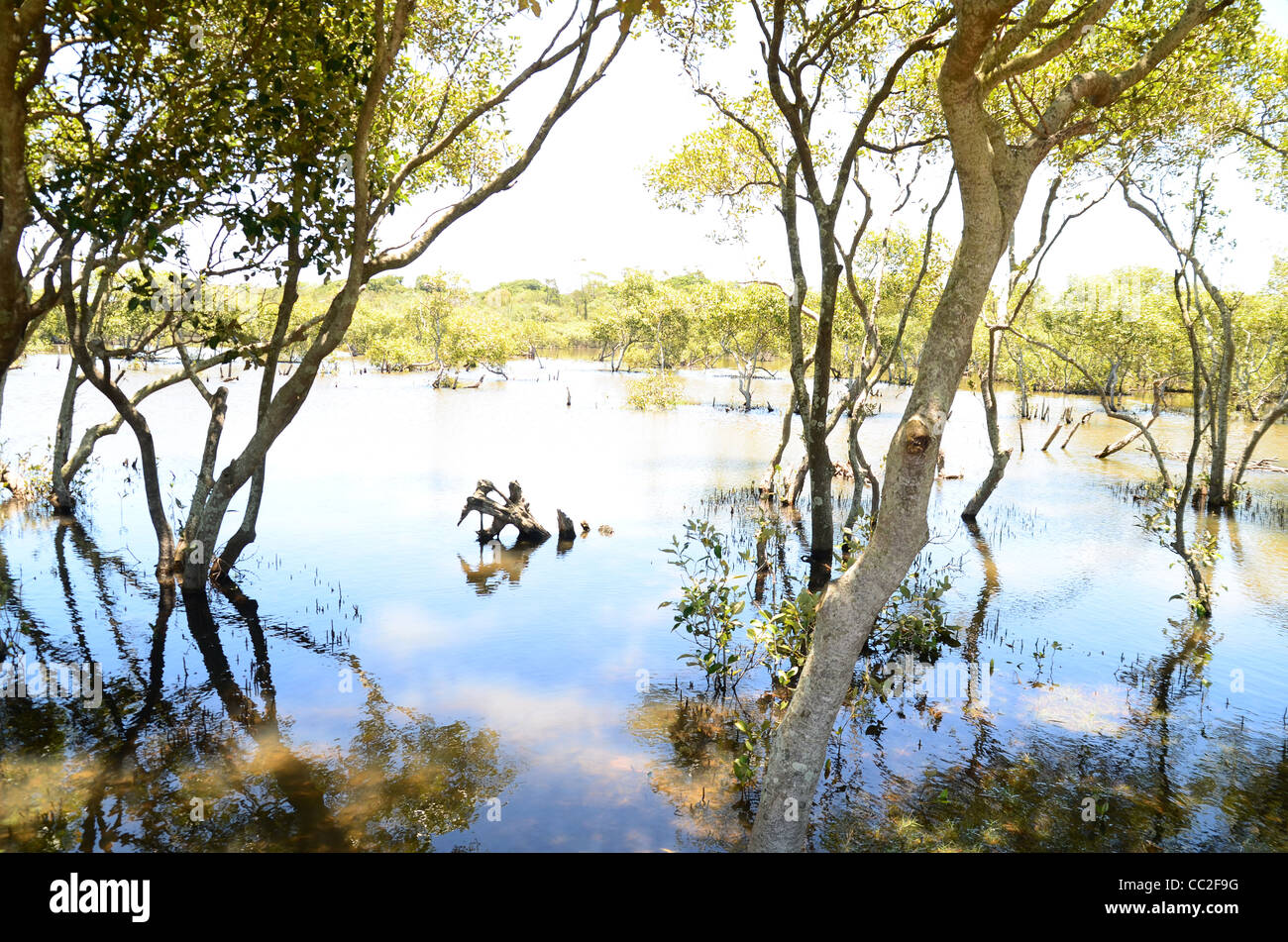 Apri la palude di mangrovie Avicennia marina Foto Stock
