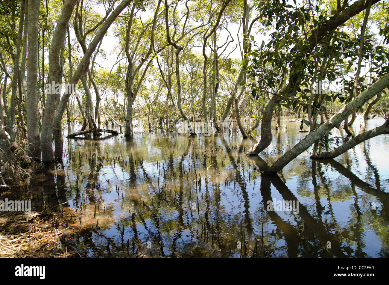 Palude di mangrovie Avicennia marina Foto Stock