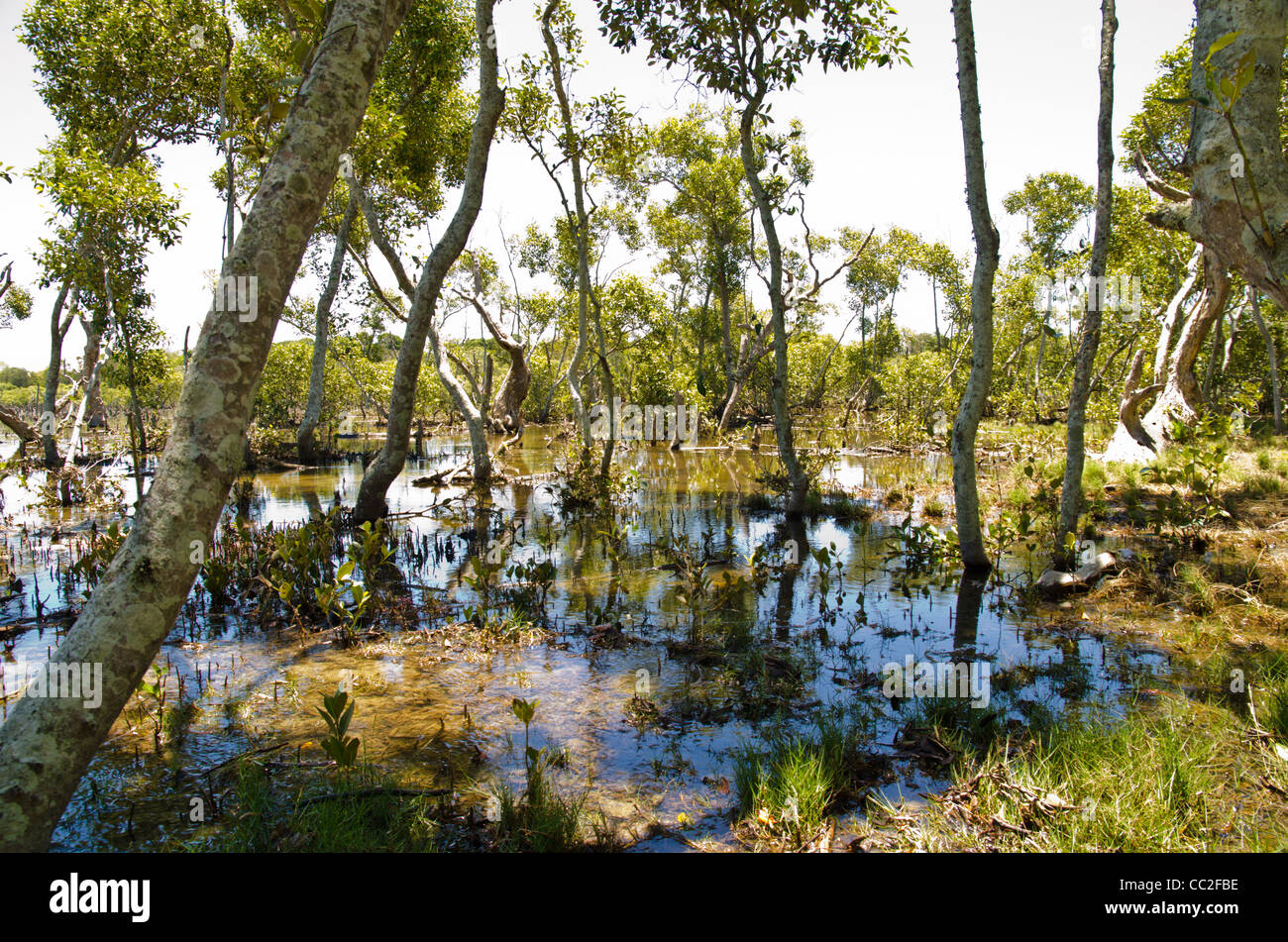 Palude di mangrovie Avicennia marina Foto Stock