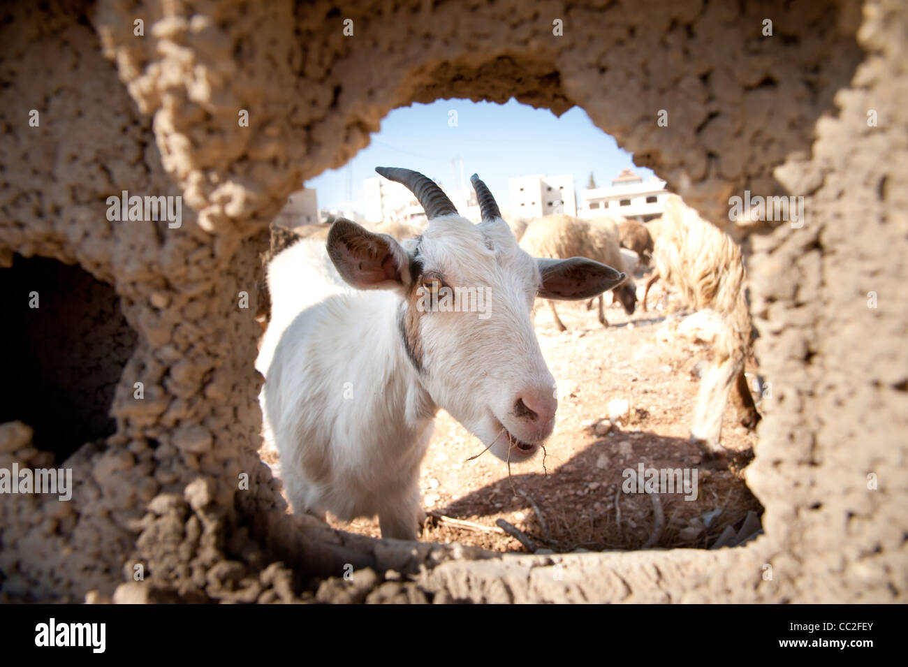 Una testa della capra viene visualizzato attraverso un foro in un muro di cemento in Anata area di Gerusalemme Est. Foto Stock