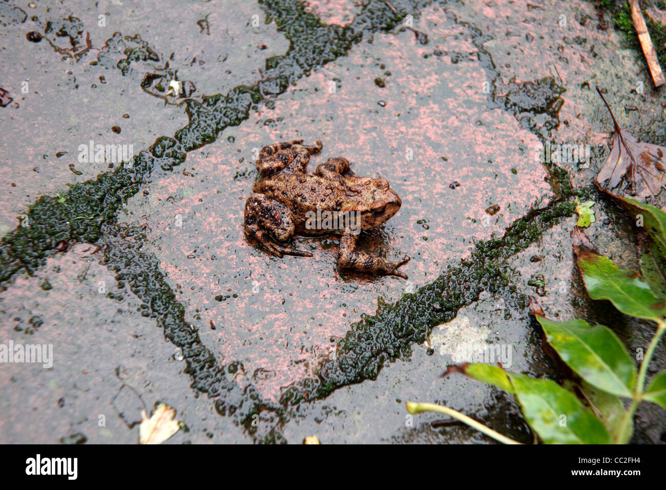 Bufo bufo - il rospo comune su un umido mattino di autunno Foto Stock