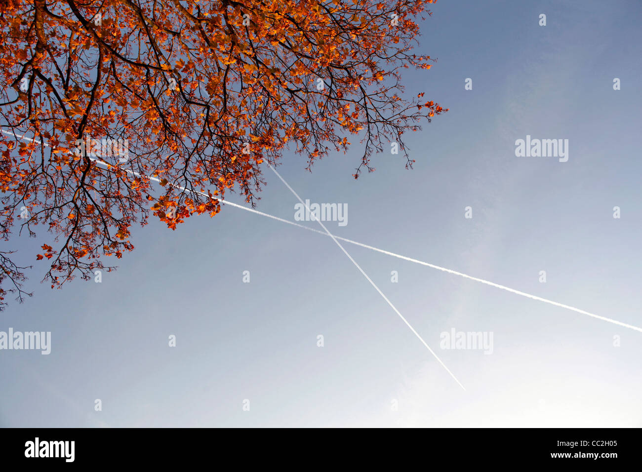 Foglie e rami di albero di acero con strisce di aereo nel cielo blu Foto Stock