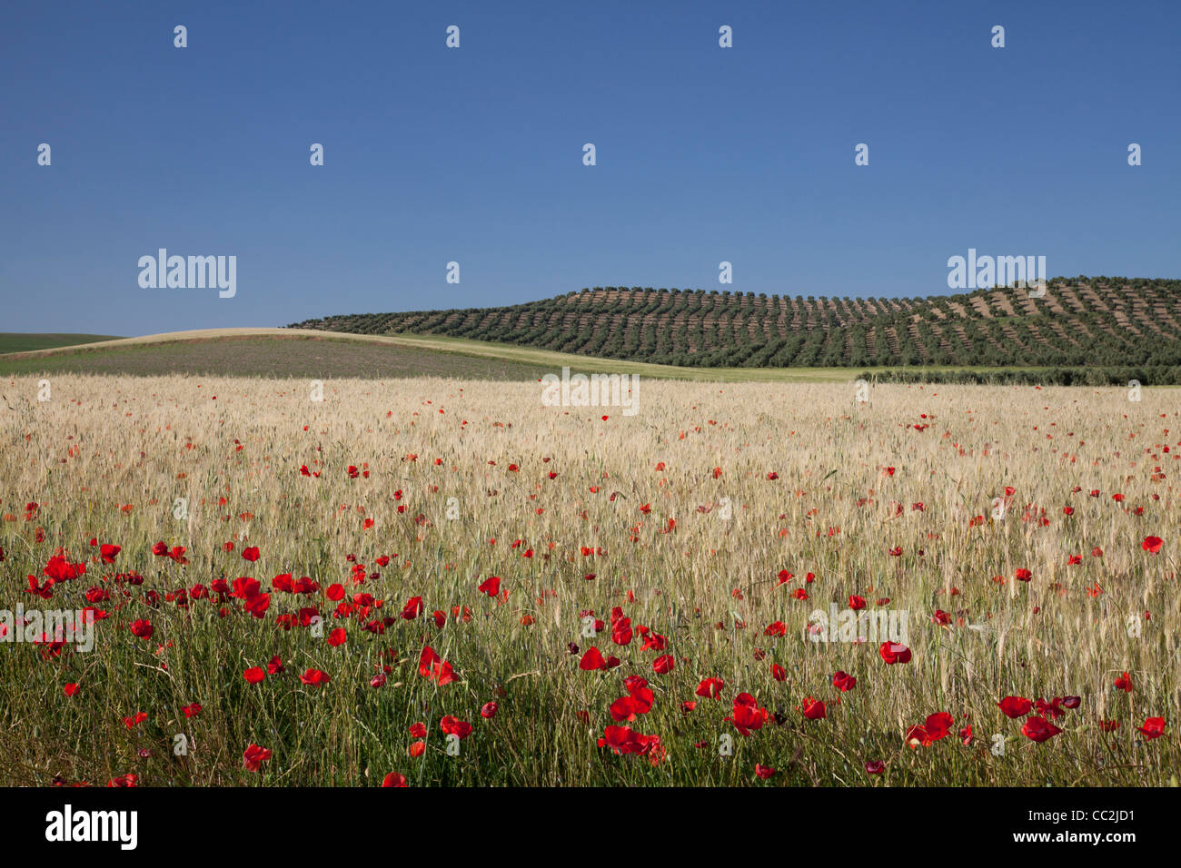 Andalusia classico paesaggio con oliveti, di frumento e di papavero. Foto Stock