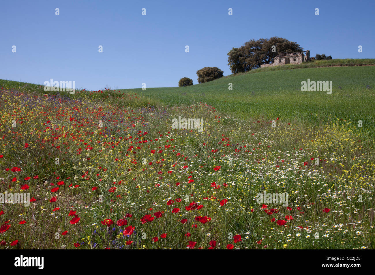 Mediterraneo tipico paesaggio rurale scena con con i fiori e la vecchia fattoria. Foto Stock