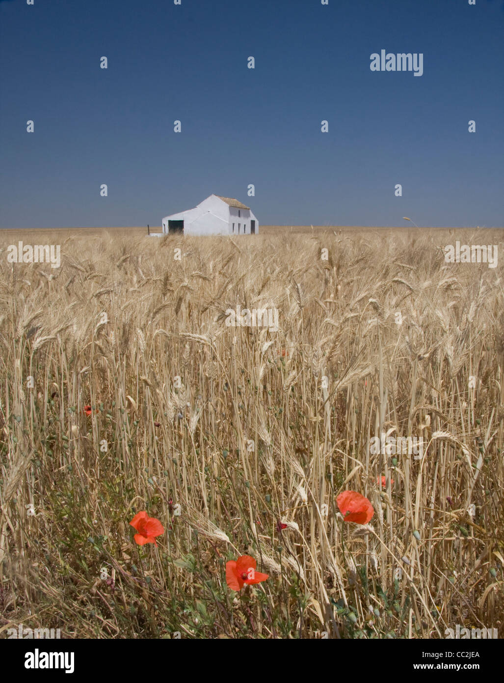 Finca in campo di grano con papaveri, provincia di Siviglia, in Andalusia, Spagna. Foto Stock