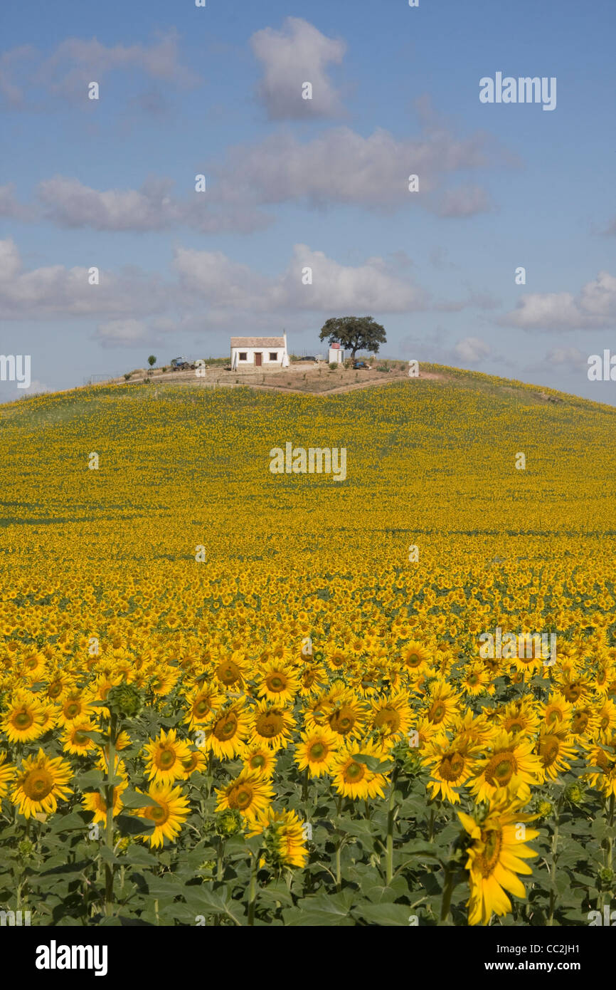 Fattoria sulla collina di girasoli, provincia di Siviglia, in Andalusia, Spagna. Foto Stock