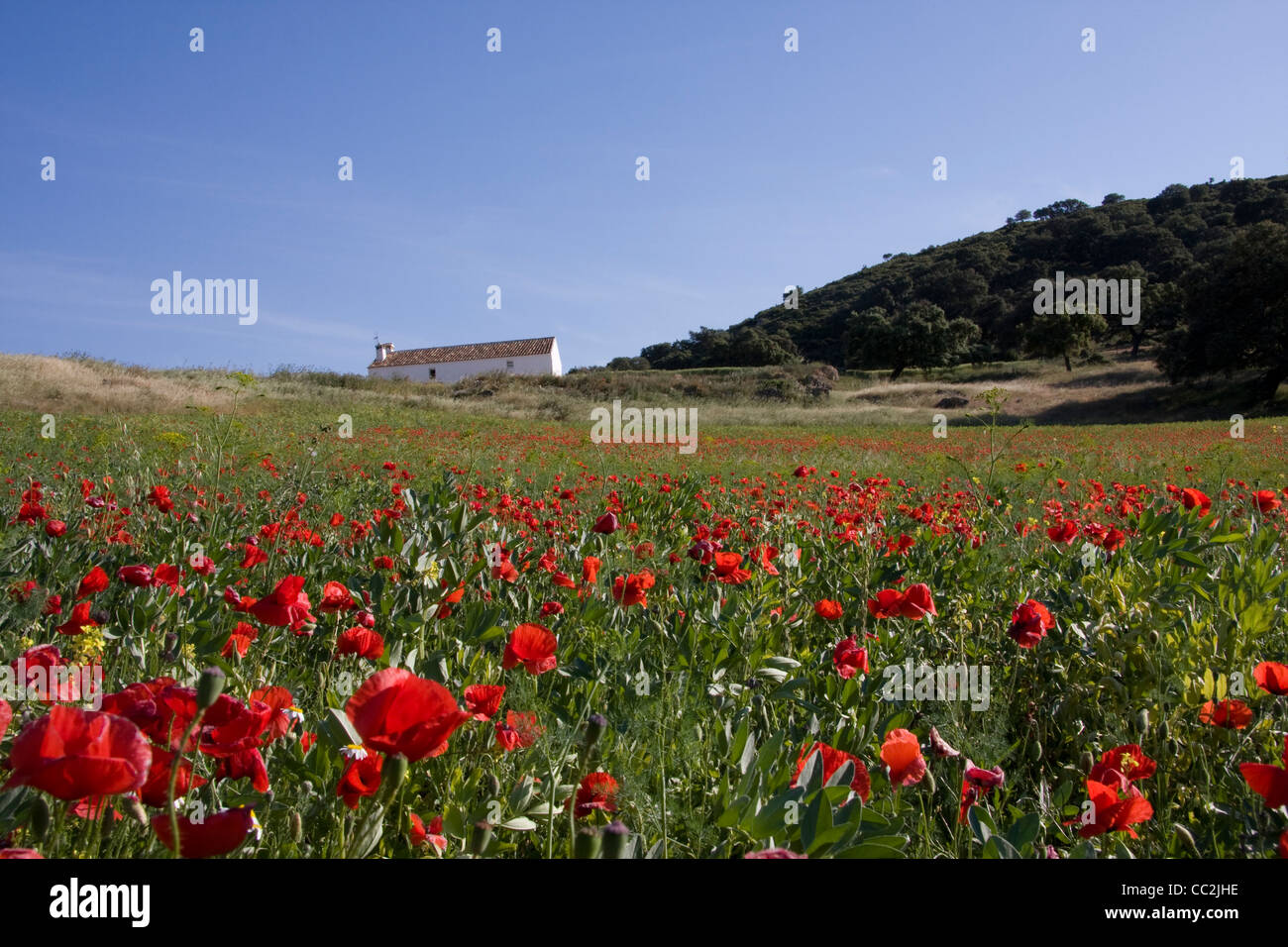 Paesaggio mediterraneo di papaveri, il bosco e la casa bianca prese nella provincia di Malaga, Spagna. Foto Stock