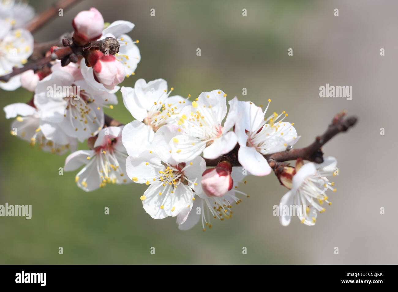 Molla. Il ramo di fiori di albicocca, close-up Foto Stock