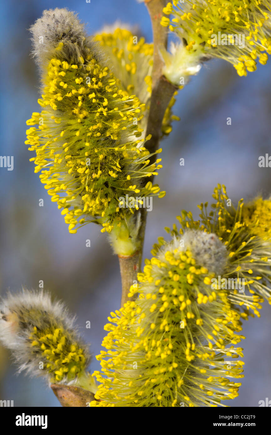 Strega-hazel su una giornata invernale e Foto Stock