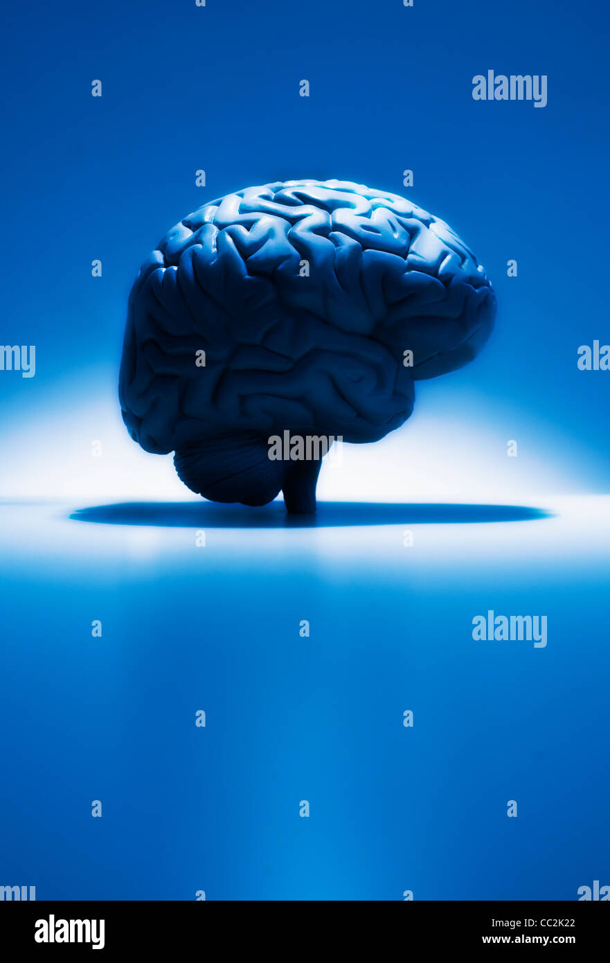 Cervello umano modello, studio shot Foto Stock