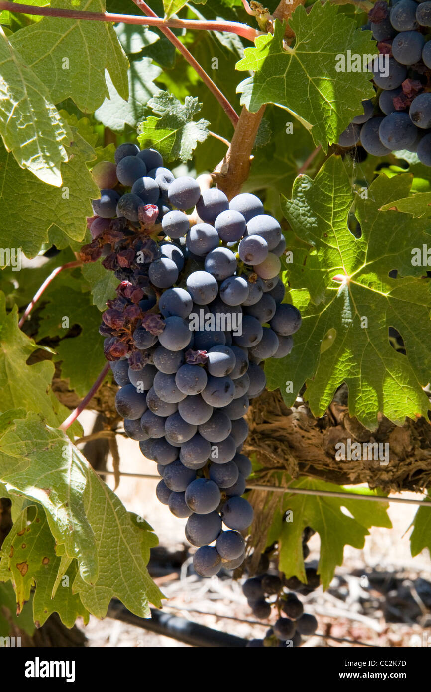 Le uve nel Winelands, Sud Africa Foto Stock