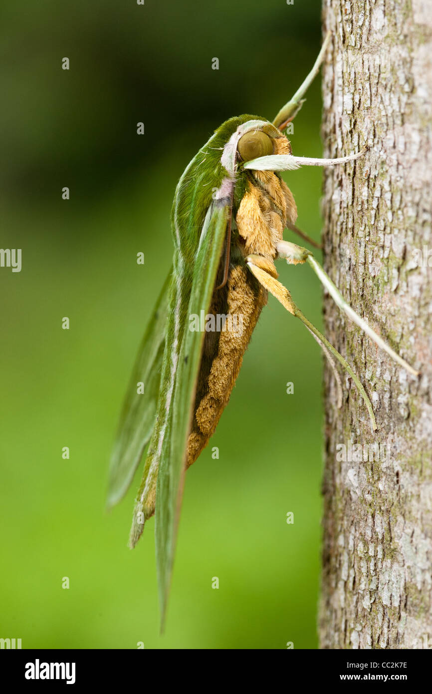 Un Iavan green hawk moth. Java. Indonesia Foto Stock