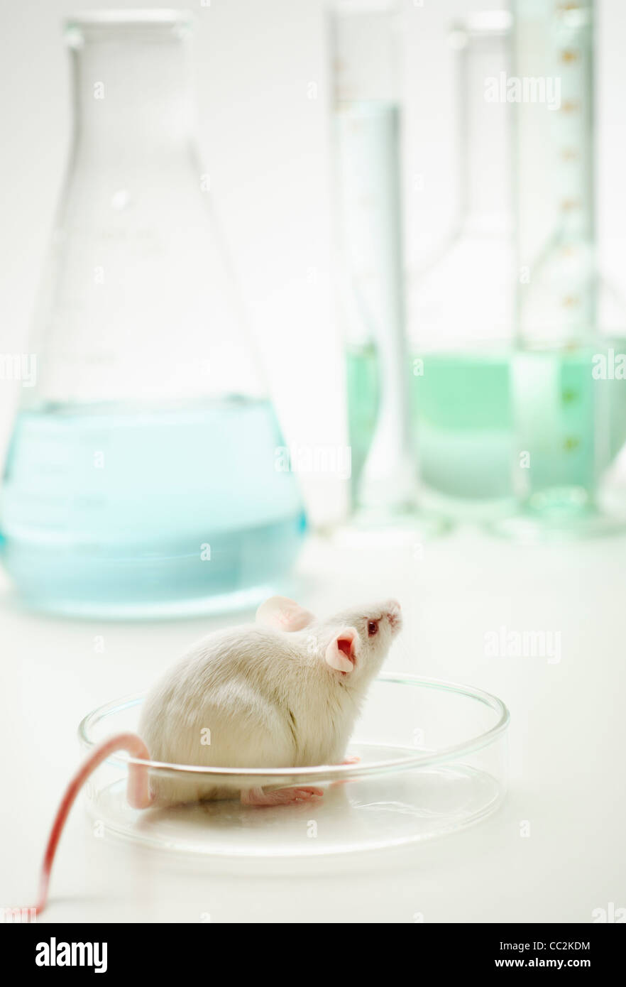 Mouse di laboratorio in piastra Petri, studio shot Foto Stock