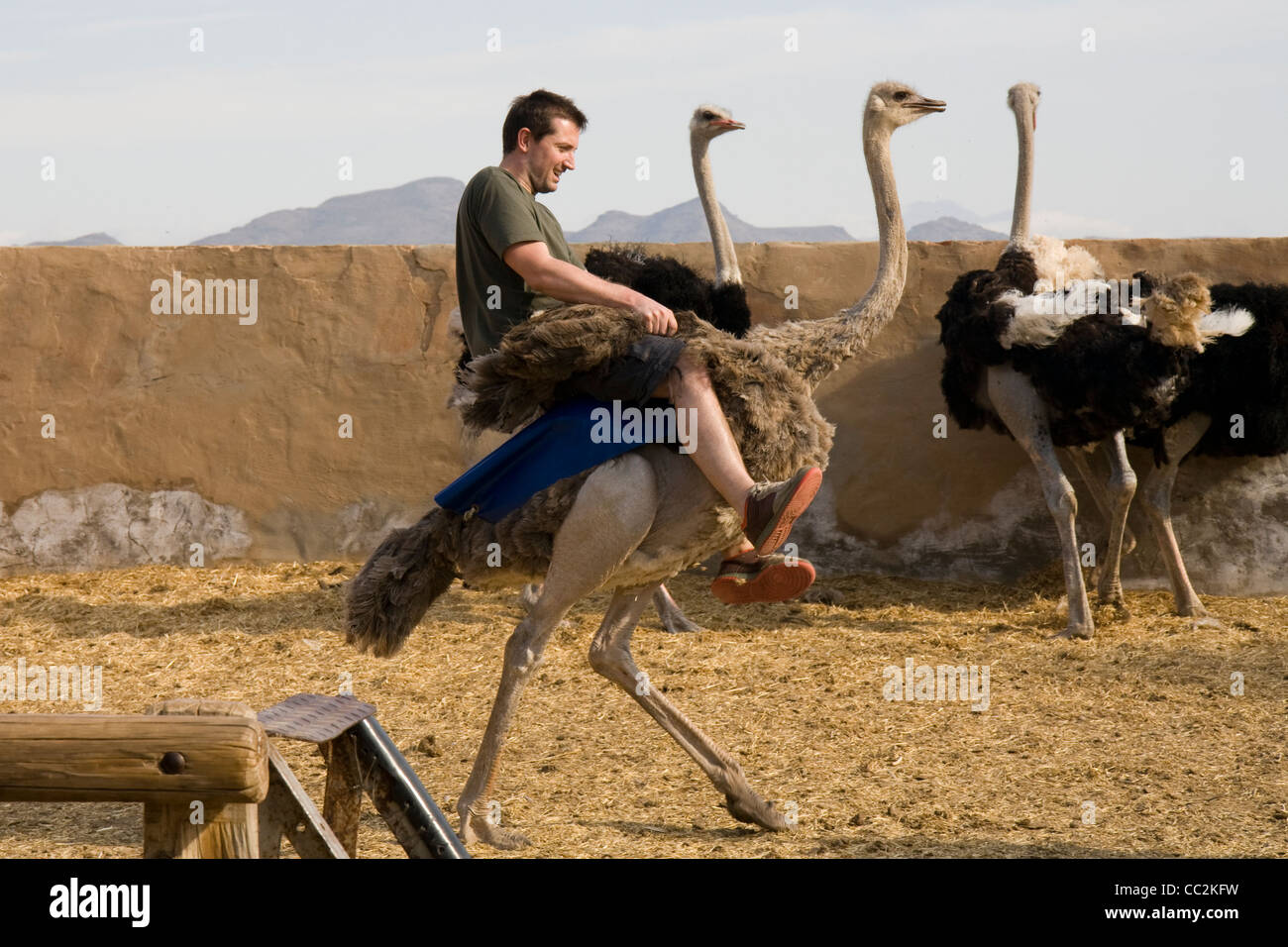 Uno struzzo in Oudtshoorn, Sud Africa Foto Stock