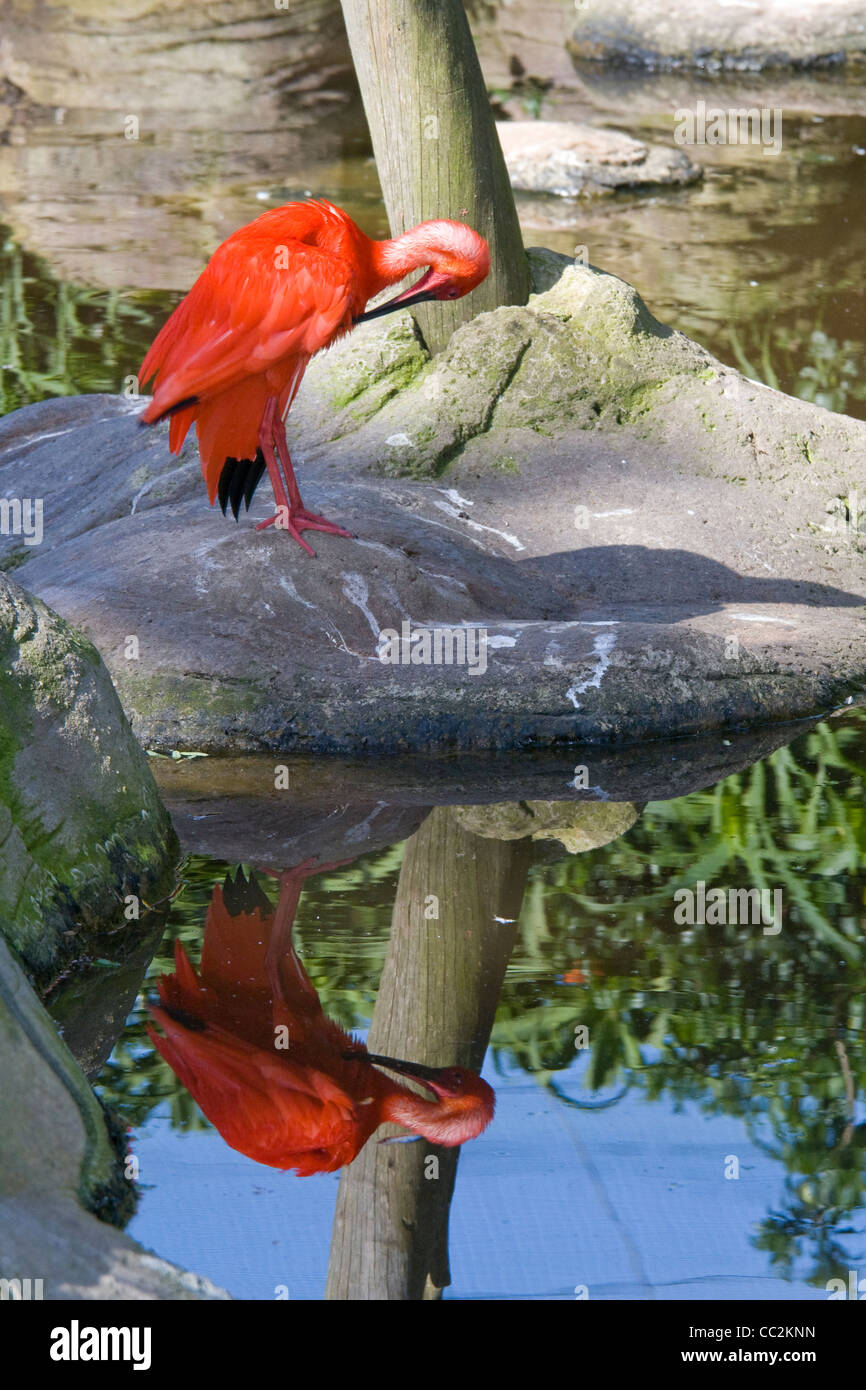 Ibis scarlatto Foto Stock