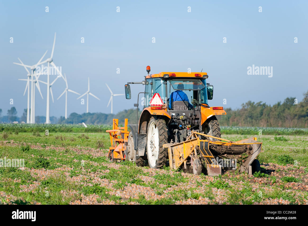 Agricoltore sul trattore la raccolta di cipolle Foto Stock