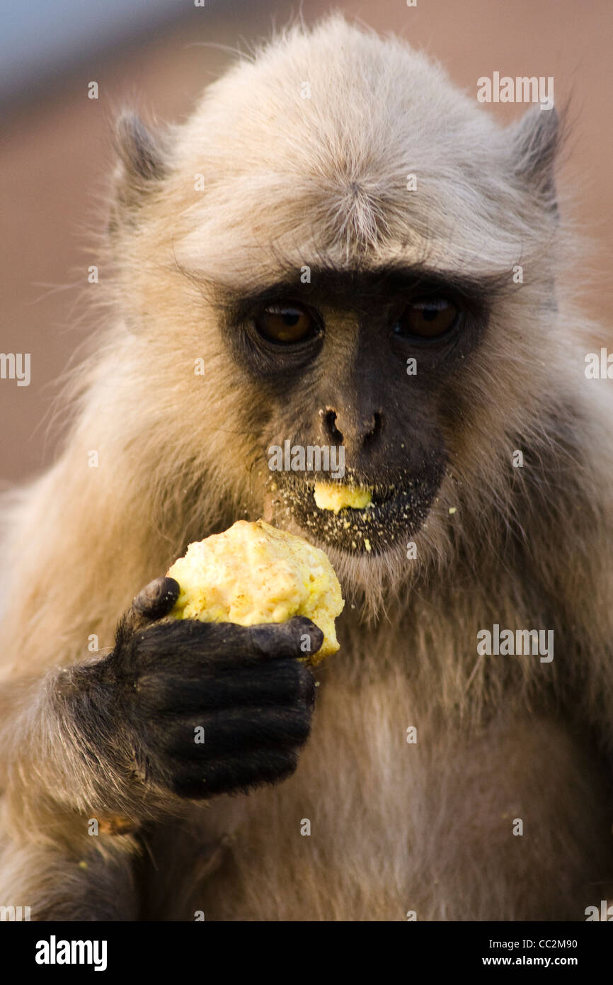 Una scimmia Langur, India Foto Stock