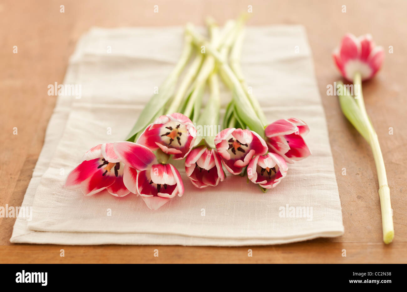 Tulipani rosa sul tovagliolo Foto Stock