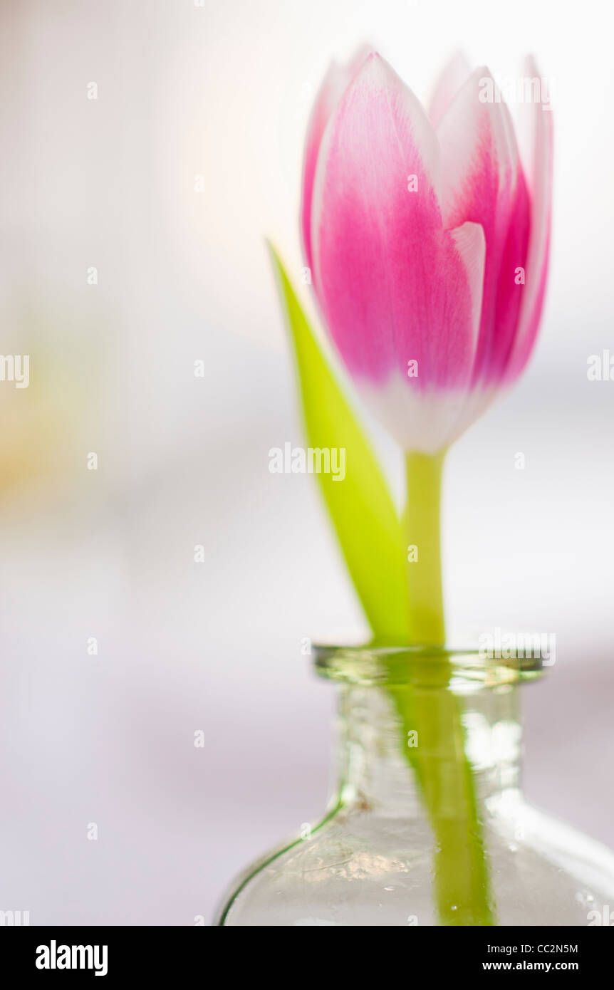 Studio shot di rosa tulip nel vaso di vetro Foto Stock