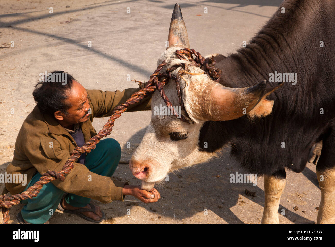 India, Arunachal Pradesh, Ziro Valley, Hong village, mithun leccare il sale da mano d'uomo Foto Stock
