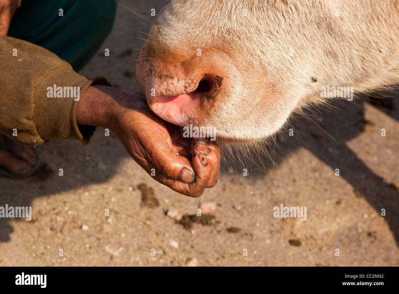 India, Arunachal Pradesh, Ziro Valley, Hong village, mithun leccare il sale da mano d'uomo Foto Stock
