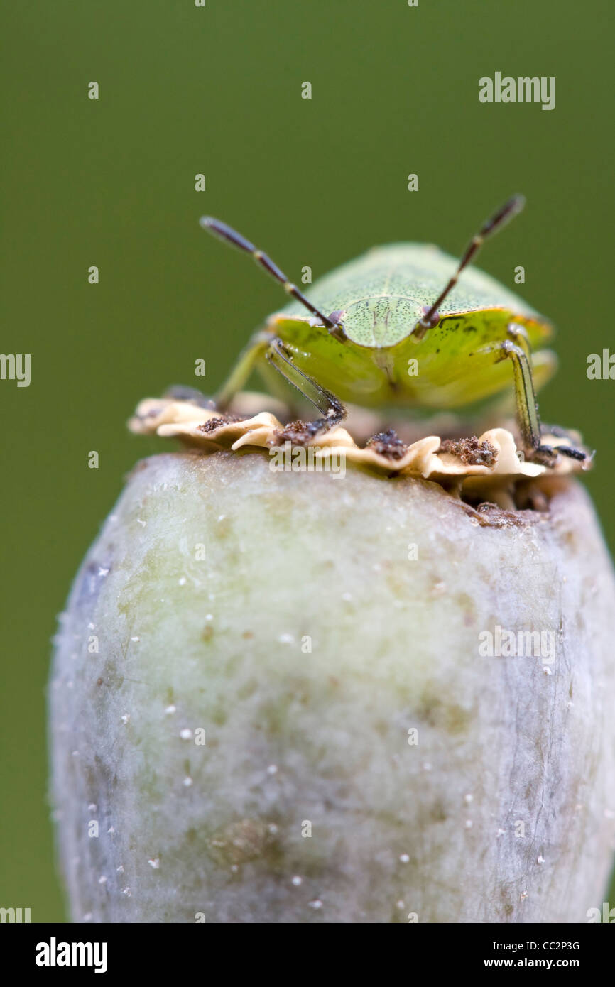 Schermo verde bug (Palomena prasina) Foto Stock
