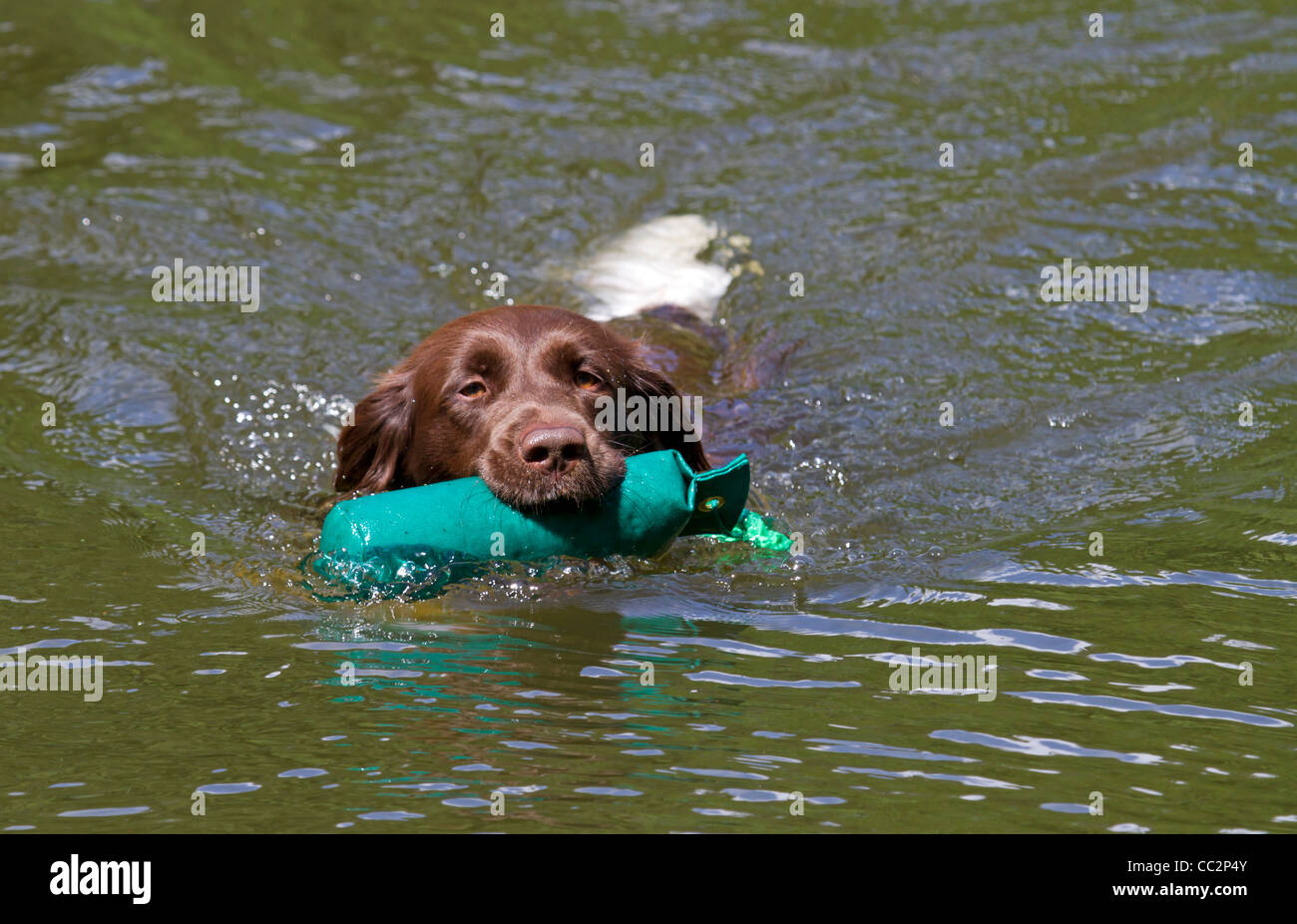 Cane da caccia alla formazione con fantoccio in acqua Foto Stock