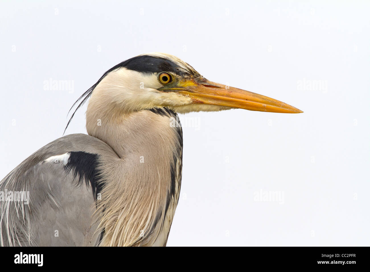 Ritratto di un airone cinerino (Ardea cinerea) Foto Stock