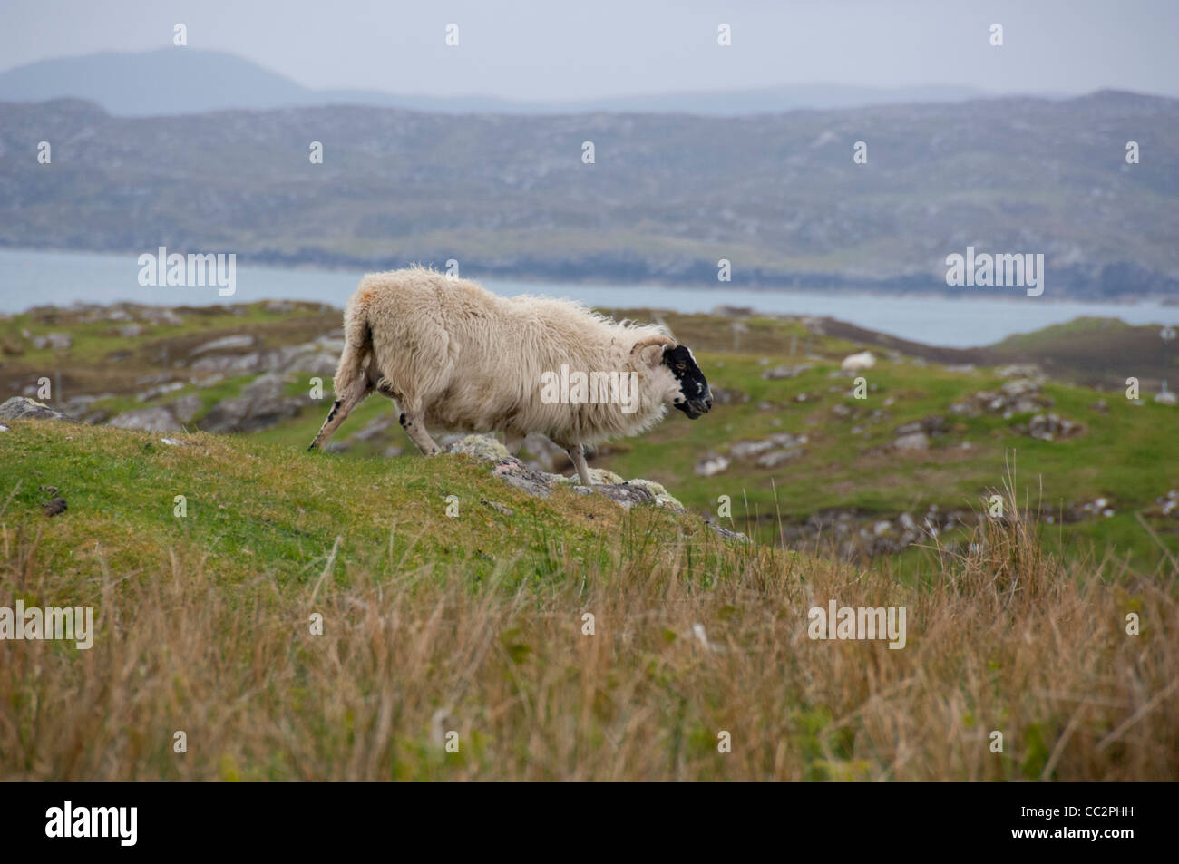 La Scozia, Ebridi Esterne, isola di Lewis, Stornoway. Sito Storico di Dun Carloway Broch. Lochside pecore. Foto Stock