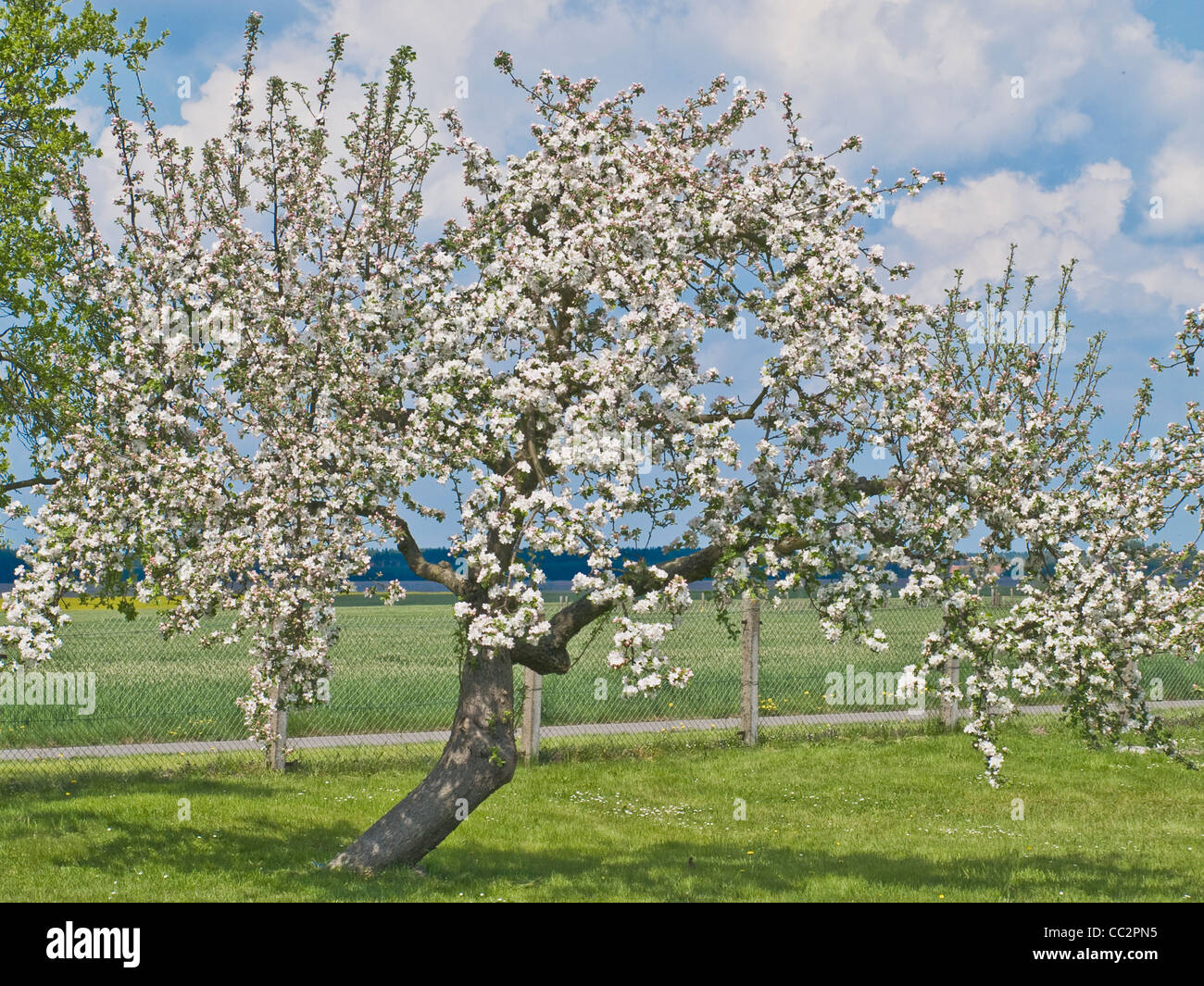 Un fiore del melo in primavera Foto Stock