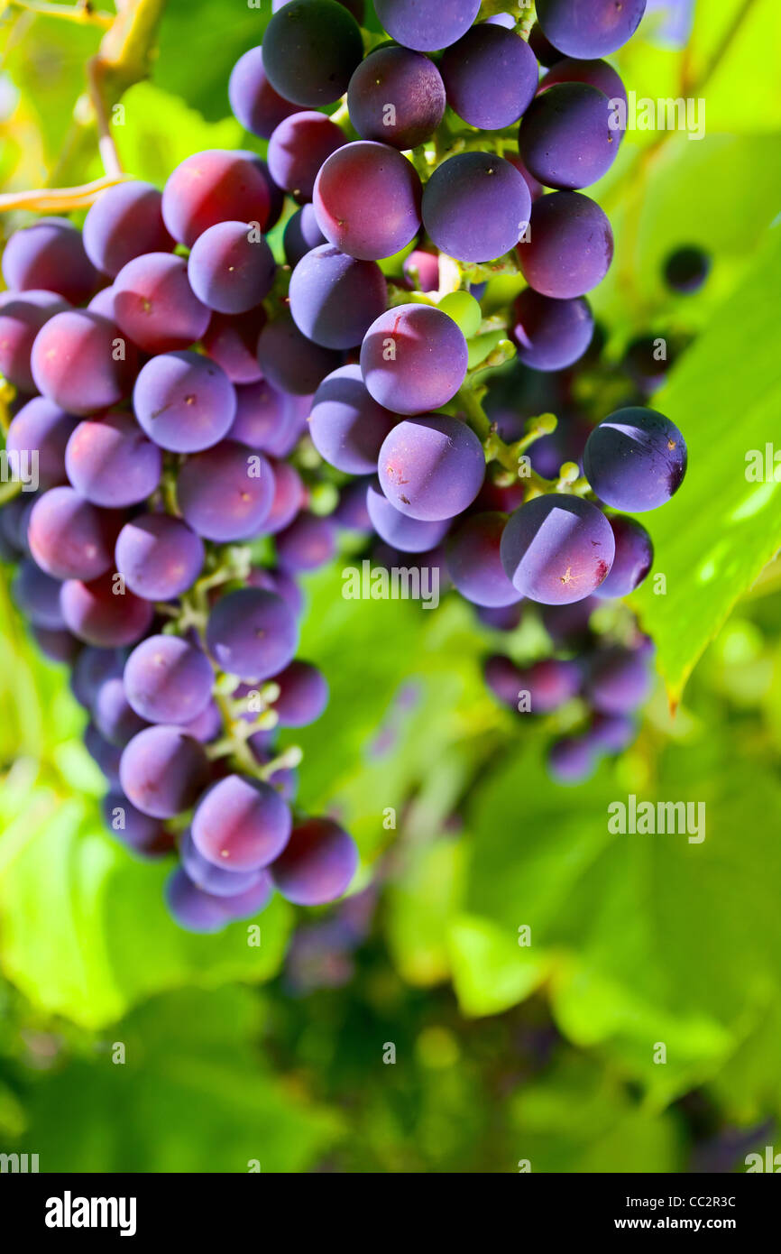 Uva rossa in vigneto nella giornata di sole. Foto Stock
