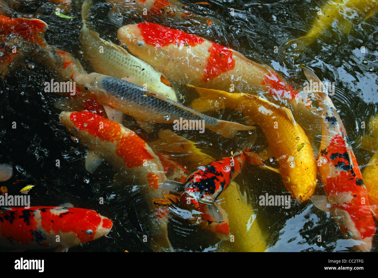 Koi, Yasakuni Jinja, Tokyo, Giappone Foto Stock