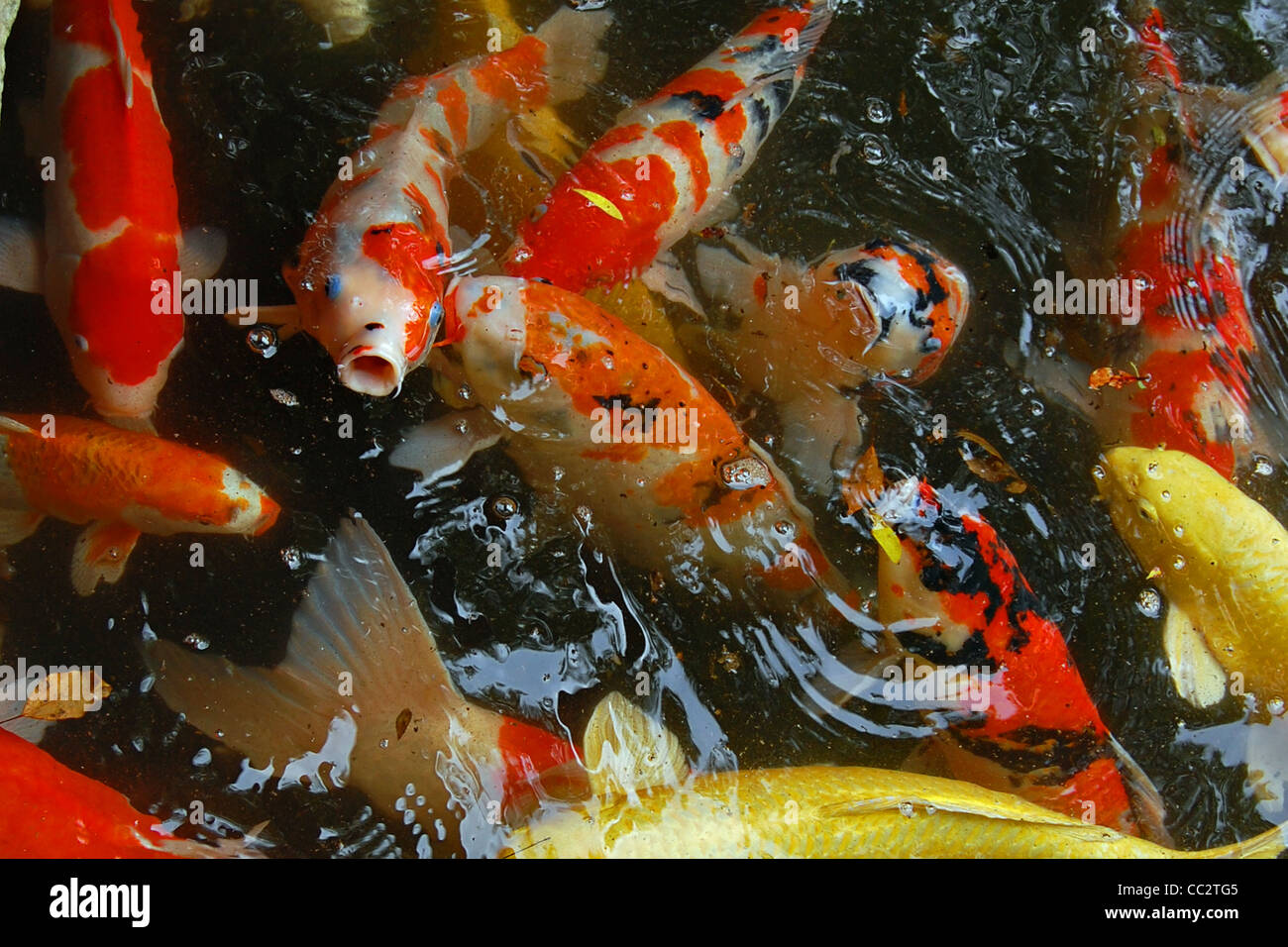 Koi, Yasakuni Jinja, Tokyo, Giappone Foto Stock