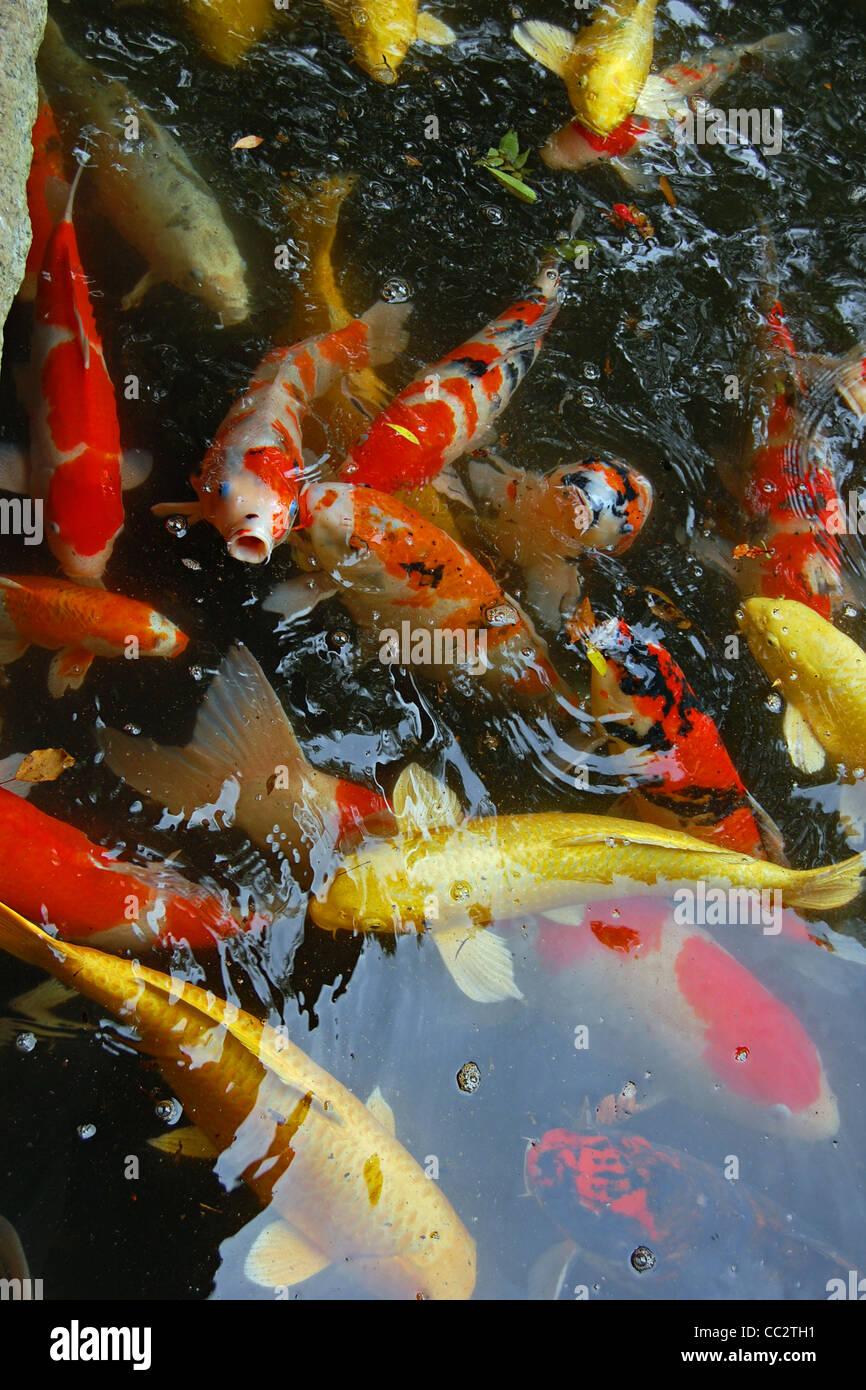 Koi, Yasakuni Jinja, Tokyo, Giappone Foto Stock