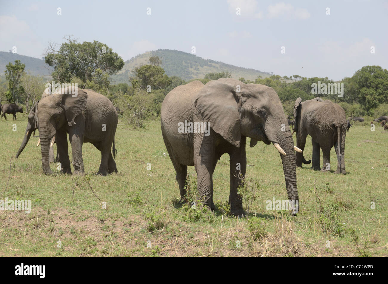 Il Bush africano Elefante o Savana Africana Elefante africano (Loxodonta africana). Masai Mara National Park. Kenya. Africa Foto Stock