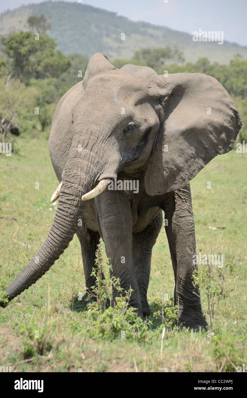 Il Bush africano Elefante o Savana Africana Elefante africano (Loxodonta africana). Masai Mara National Park. Kenya. Africa Foto Stock