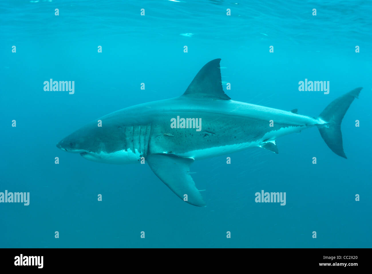 Il grande squalo bianco Carcharodon carcharias stewart island, in Nuova Zelanda. Foto Stock