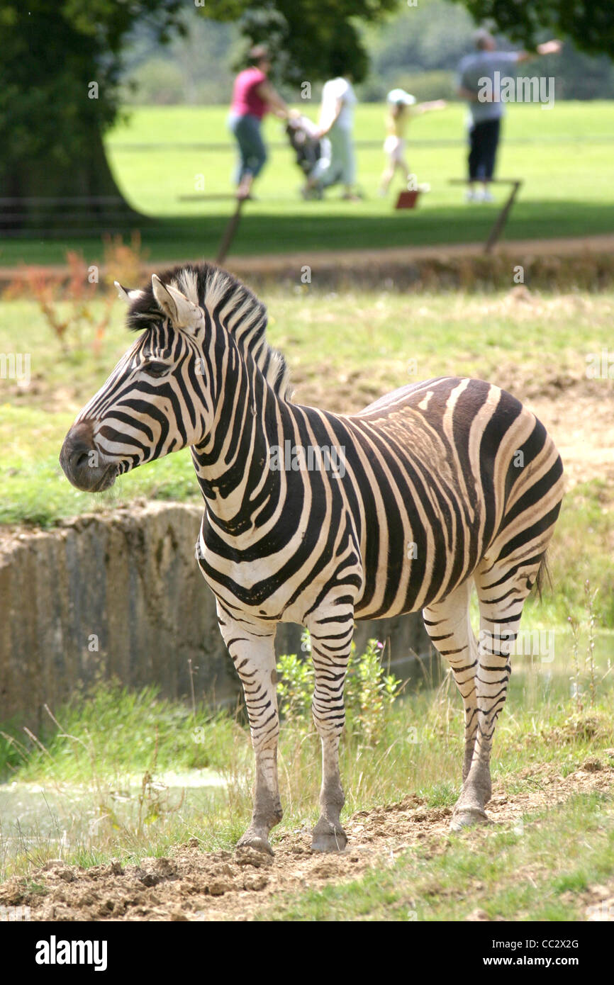 Zebra al Cotswold Wildlife Park Foto Stock