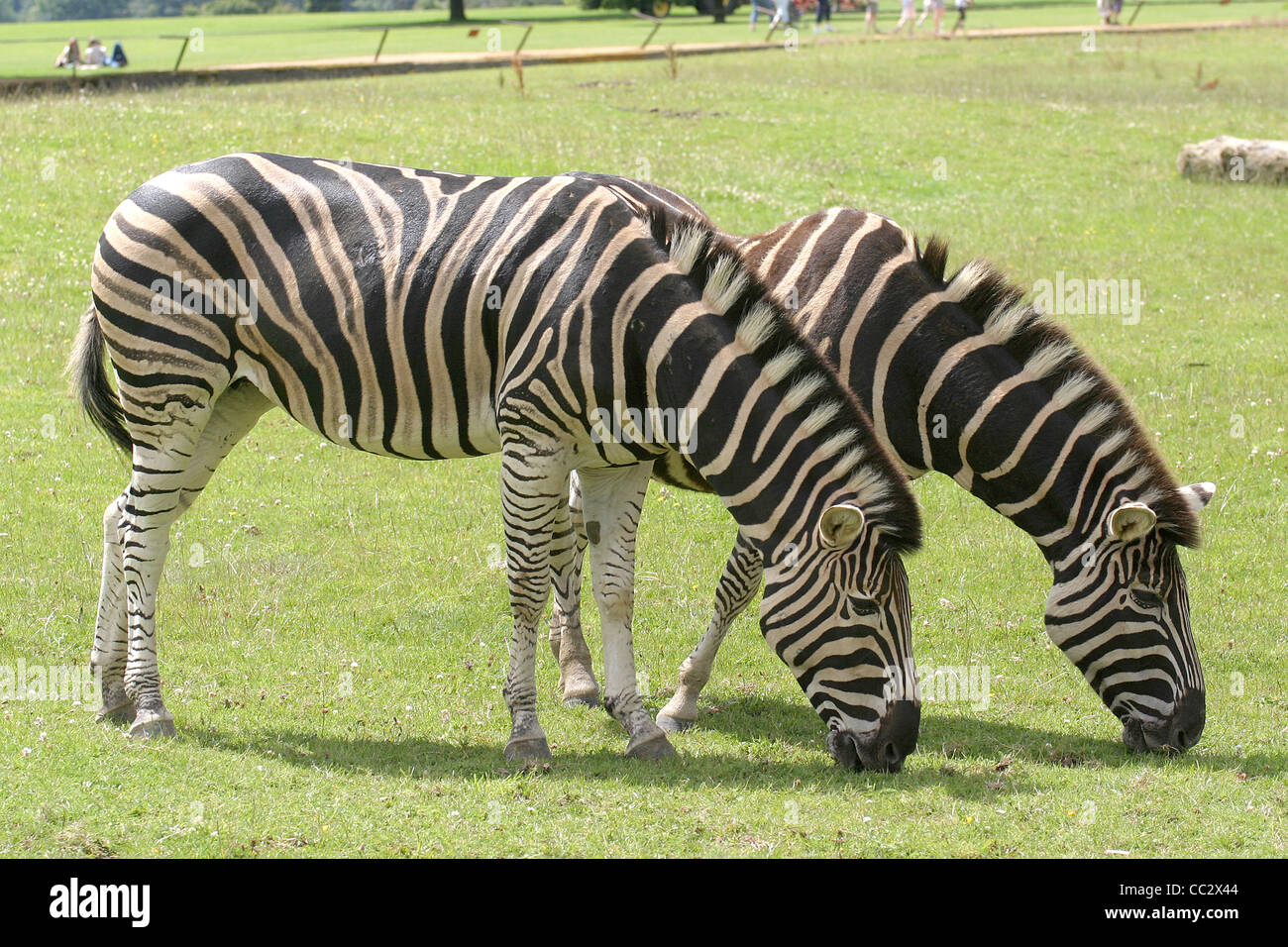 Zebra al Cotswold Wildlife Park Foto Stock