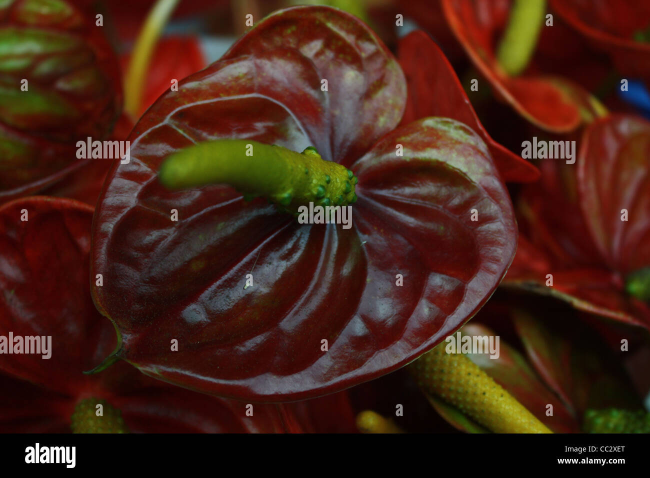 Anthurium rosso Hawaii Foto Stock