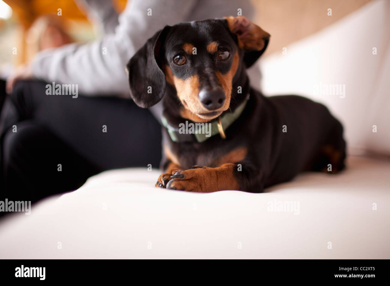 Stati Uniti d'America, Colorado, Daschund sul divano Foto Stock