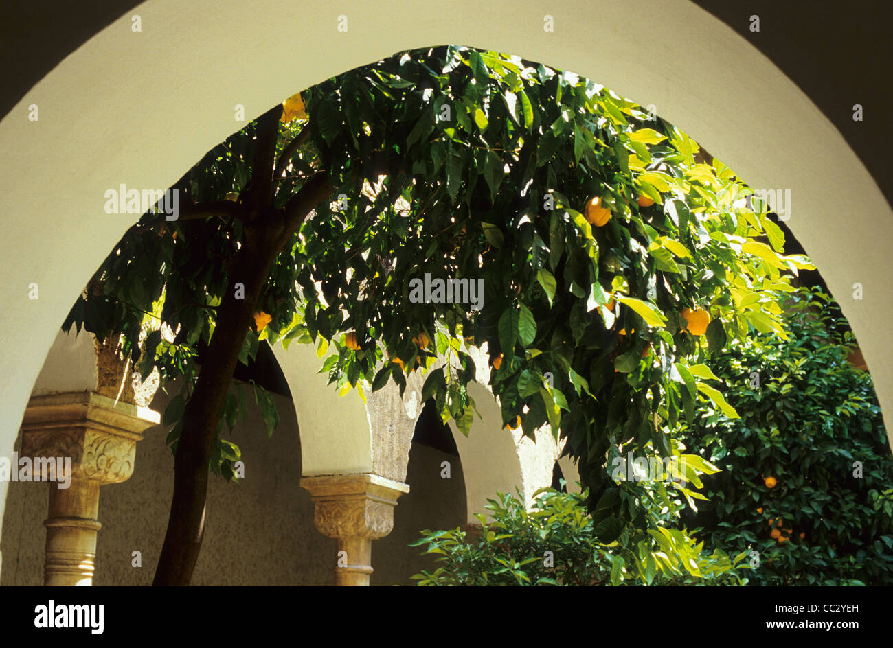 Arancio, Alhambra di Granada, Spagna Foto Stock