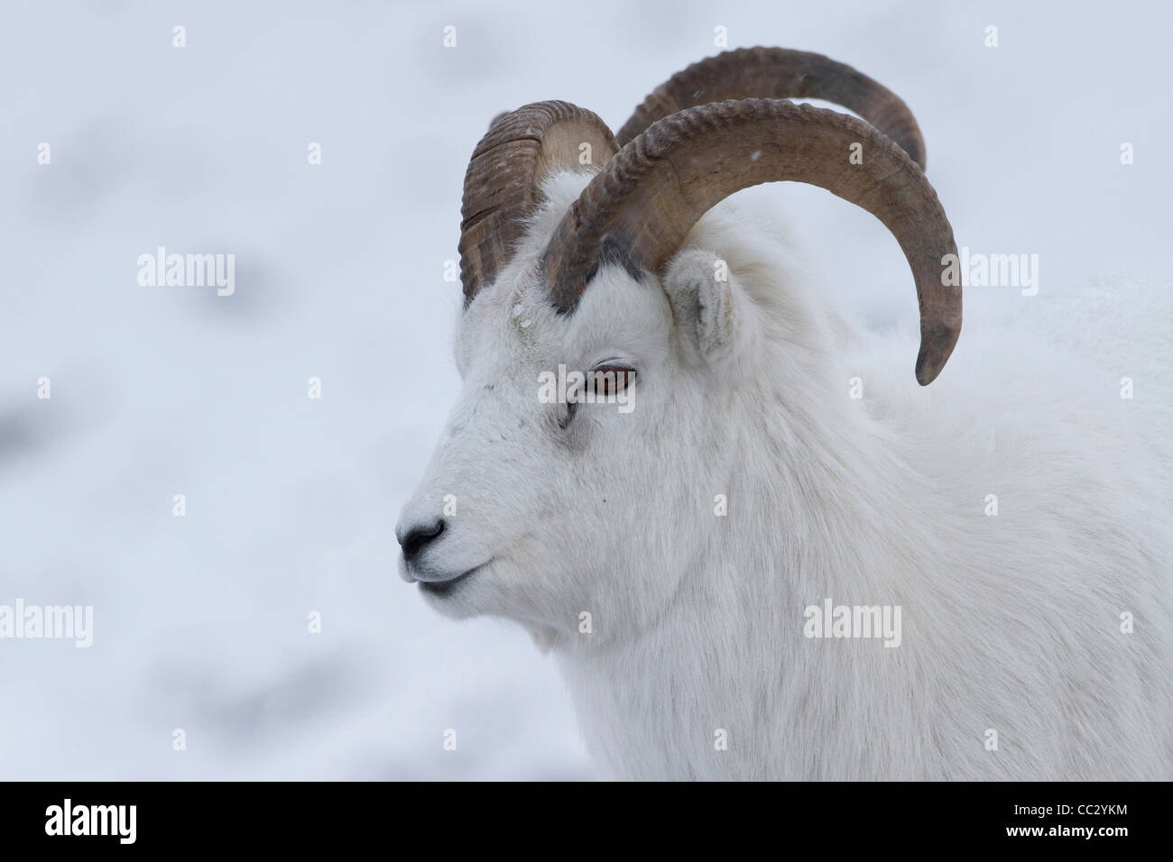 Dall pecore (ovis dalli) rams nella neve in Atigun Pass, Brooks Range montagne, Alaska nel mese di ottobre Foto Stock